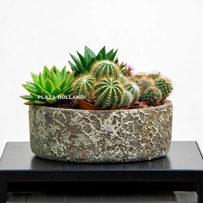 Mixed succulent and cacti plant