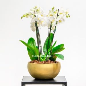 Orchids in a gold pot