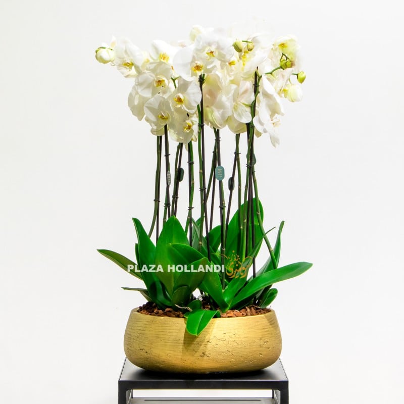 Orchids in a gold pot