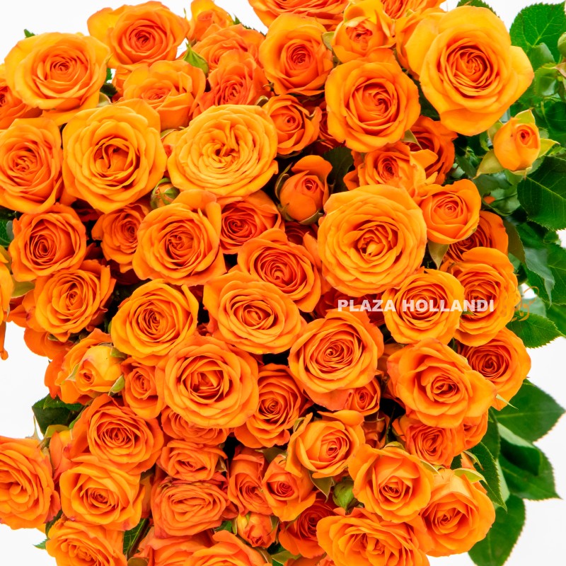 Orange Spray rose flowers