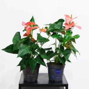 To pink anthuriums