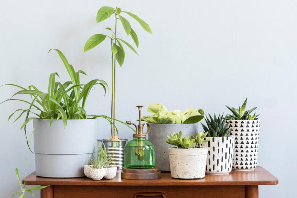 indoor house plants on a table