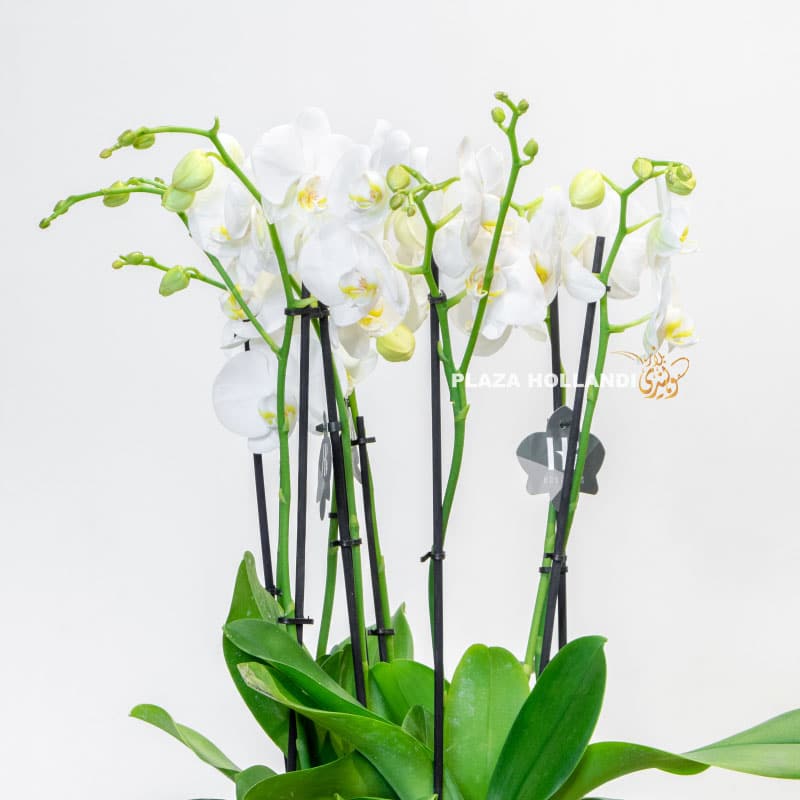white phalaenopsis