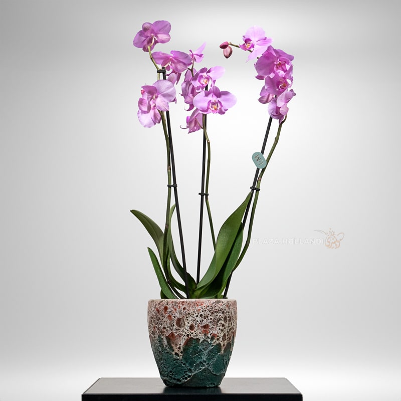 Single Pink Orchid Plant In A Pot