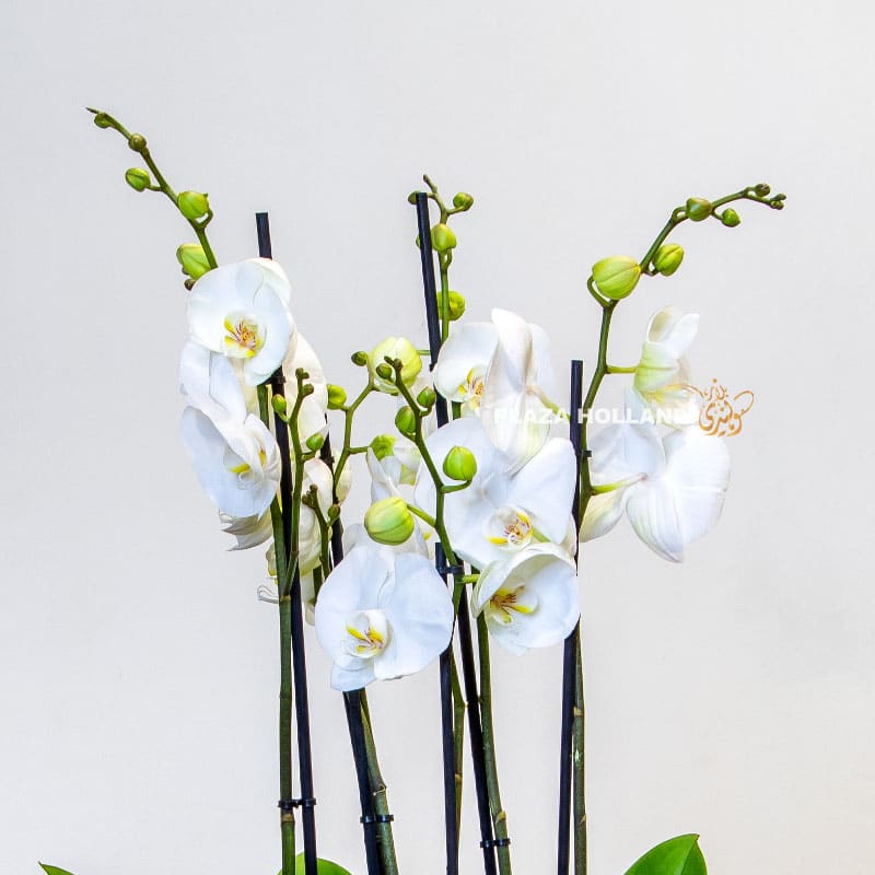 white Phalaenopsis plant
