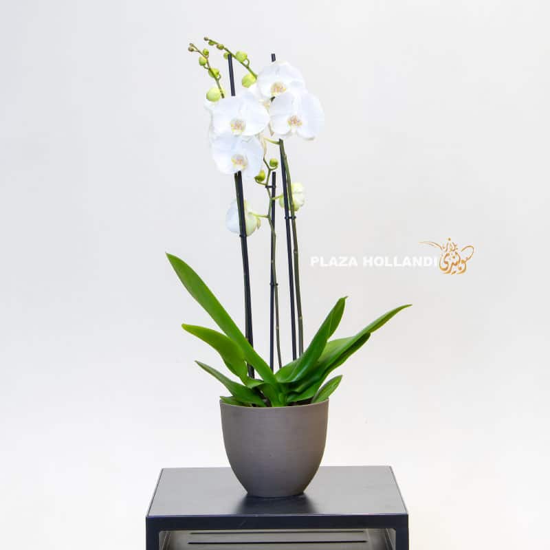 white Phalaenopsis plant