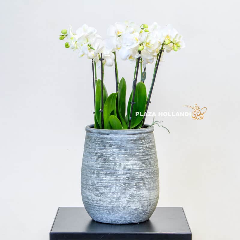 white Phalaenopsis in a pot