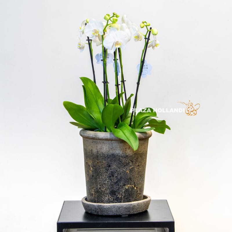 white Phalaenopsis in a pot