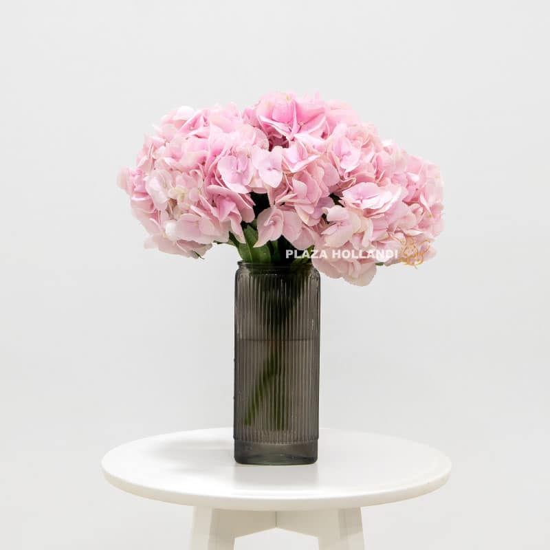 Just Hydrangea in a vase - Plaza Hollandi