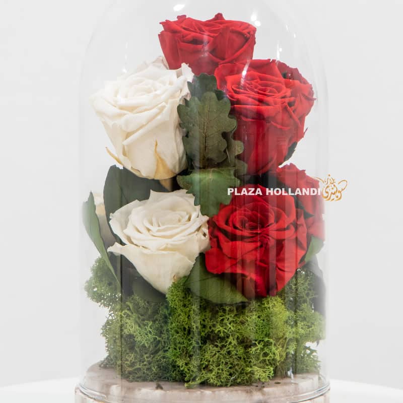 Red & White Mix Preserved Rose