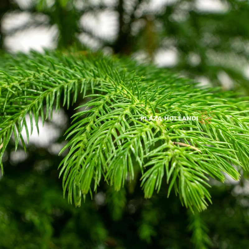 Close up of Araucaria Tree.