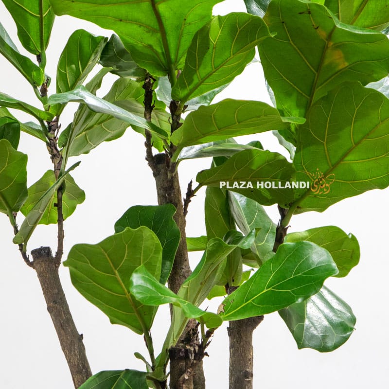Fiddle leaf fig plant leaves
