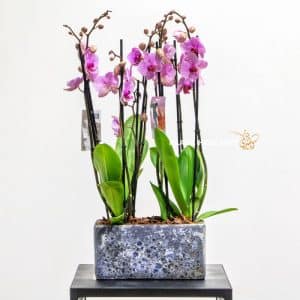 Phalaenopsis orchid in blue pot