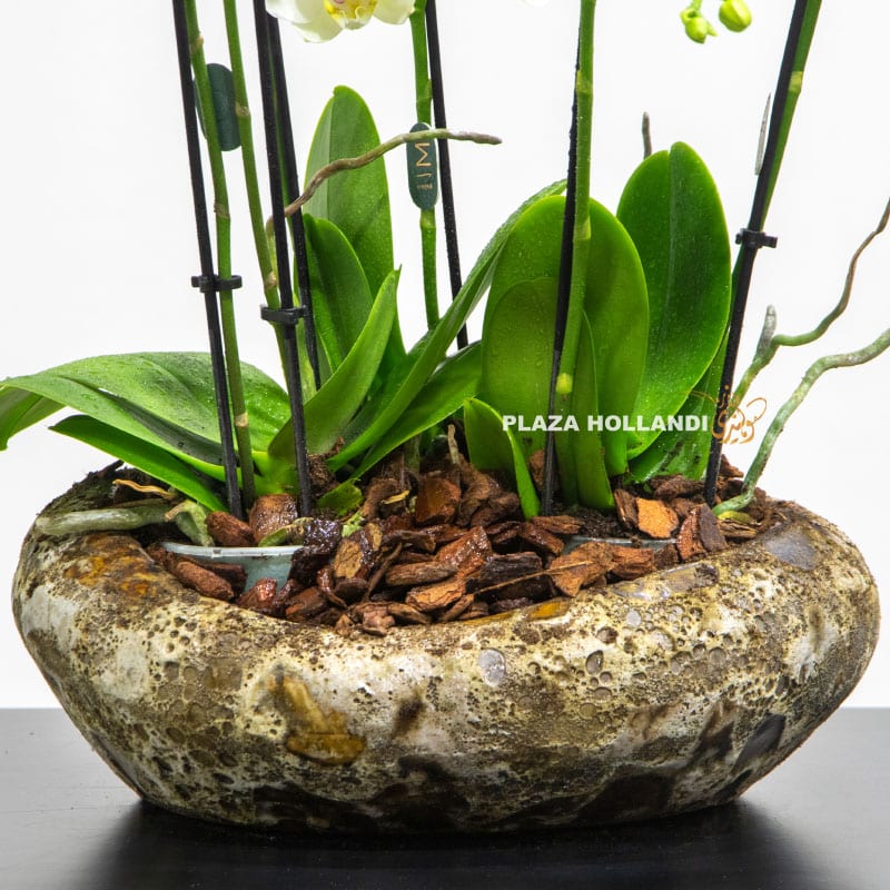 Phalaenopsis plants in a round pot