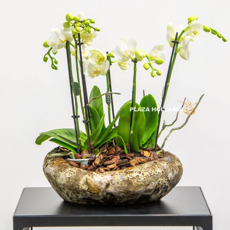 Phalaenopsis plants in a round pot
