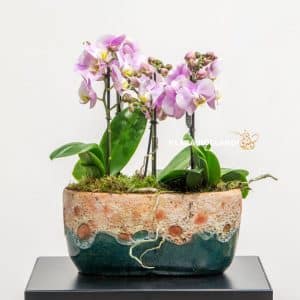 Pink miniatured orchids in a textured pot
