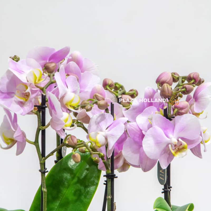 Phalaenopsis orchids pink