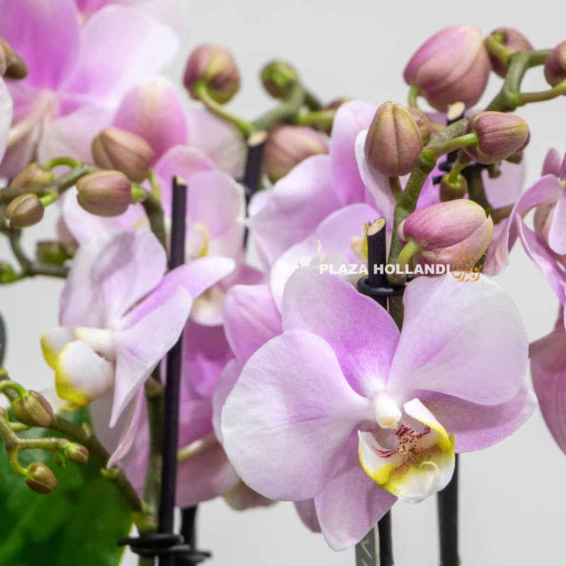 Phalaenopsis orchids pink