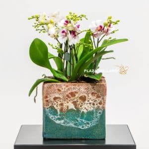 Minature Orchids in a blue pot