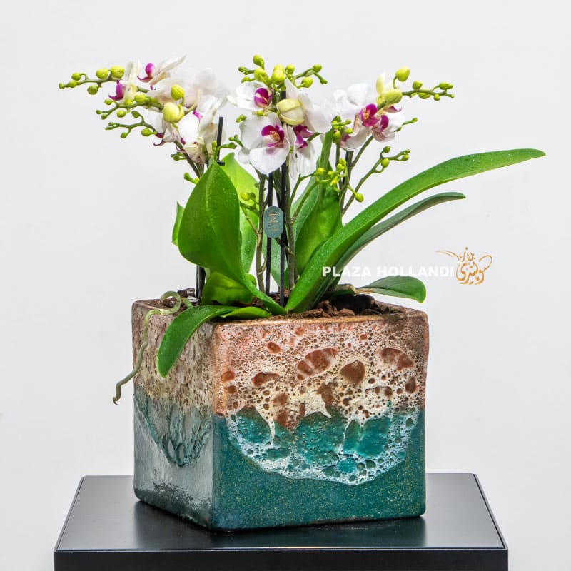Miniature Orchids in a blue pot