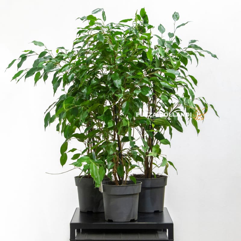 Ficus Benjamina Plants