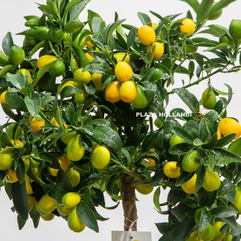 Kumquat plant