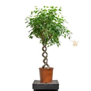 Ficus regina plant