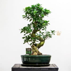 Ficus Bonsai plant