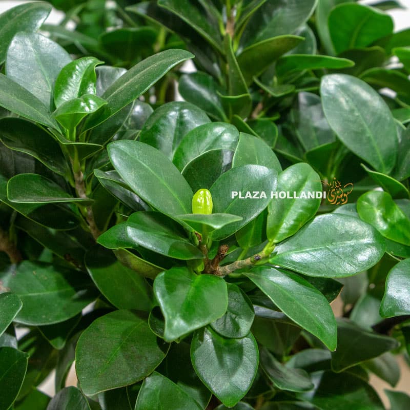Ficus Bonsai plant