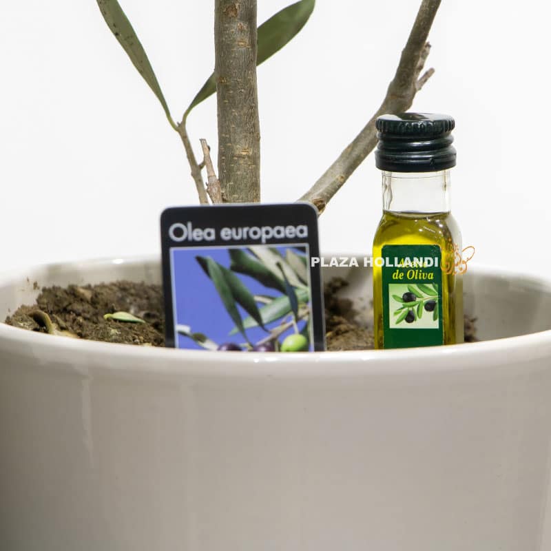 Olive oil with a miniature olive tree