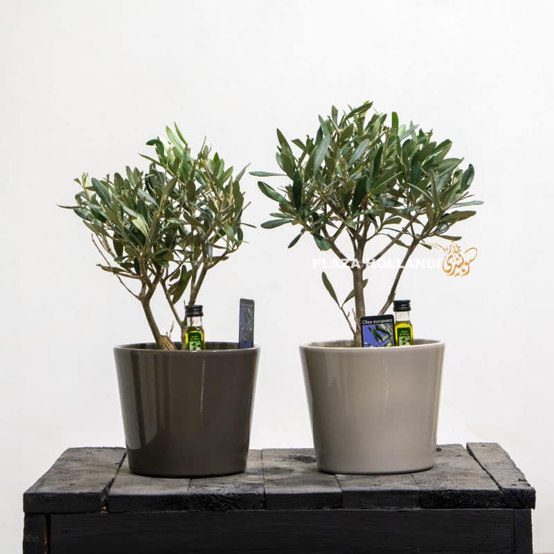 two miniature olive trees