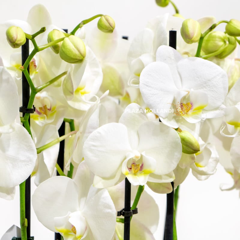 Close up of white orchids