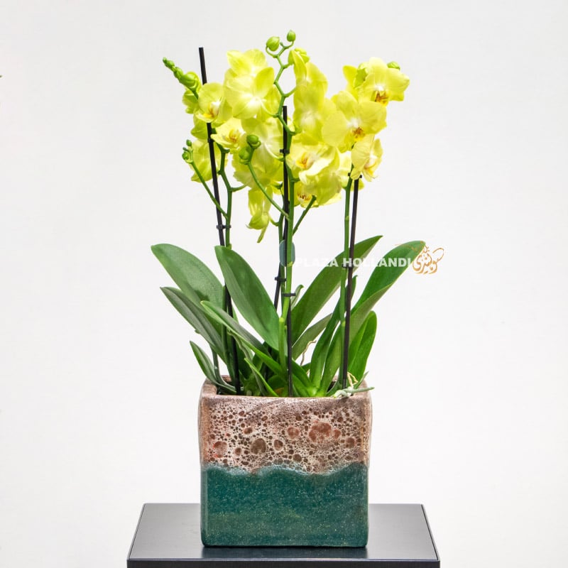Yellow orchids in a textured square pot