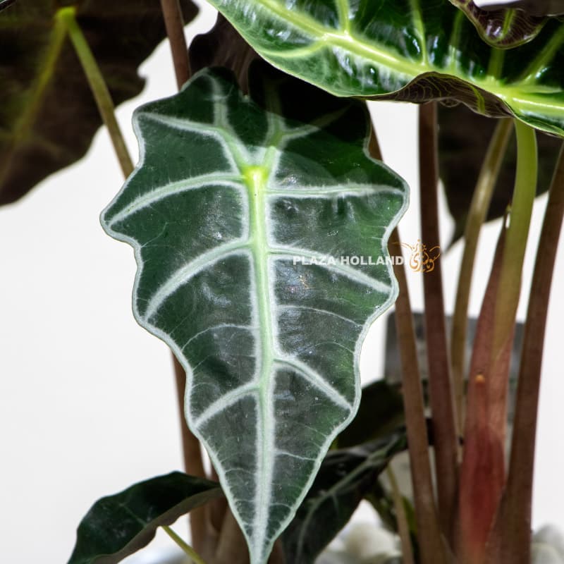 Alocasia Polly leaf