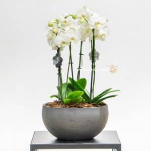 White phalaenopsis orchids in a grey pot