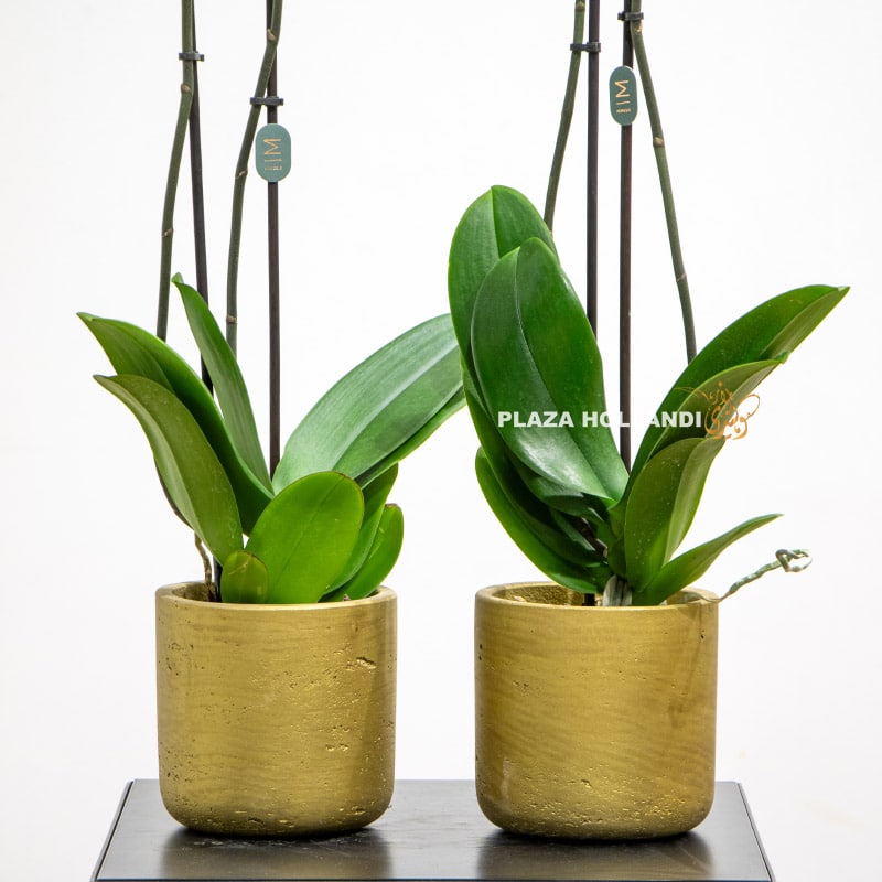 Two Light Green Orchid Plants in Pots