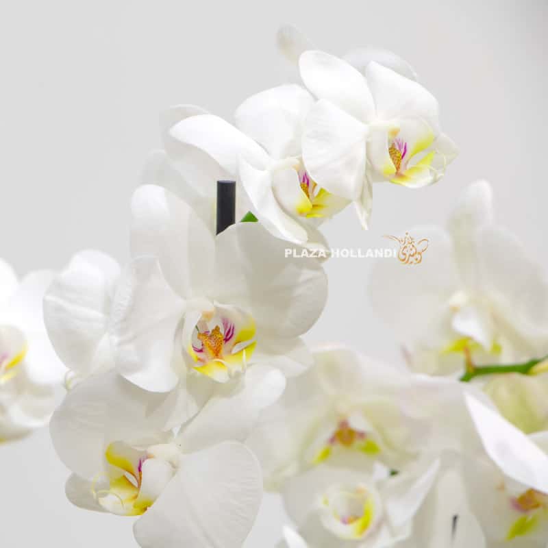 white phalaenopsis close up