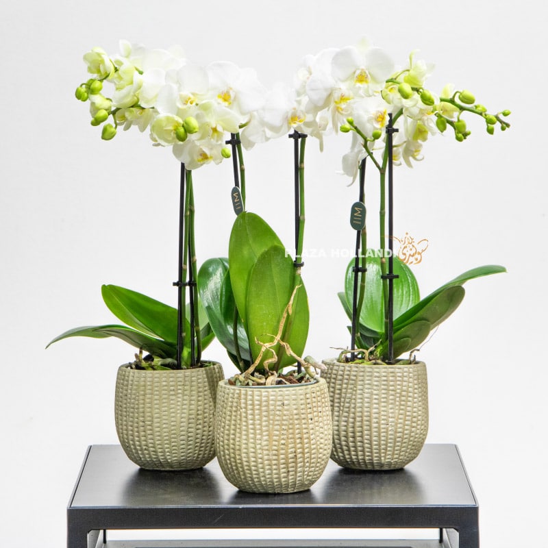 Three white orchids in pots