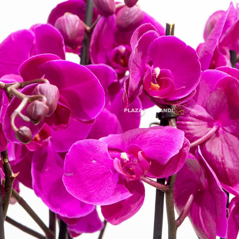 Close up of dark purple orchids