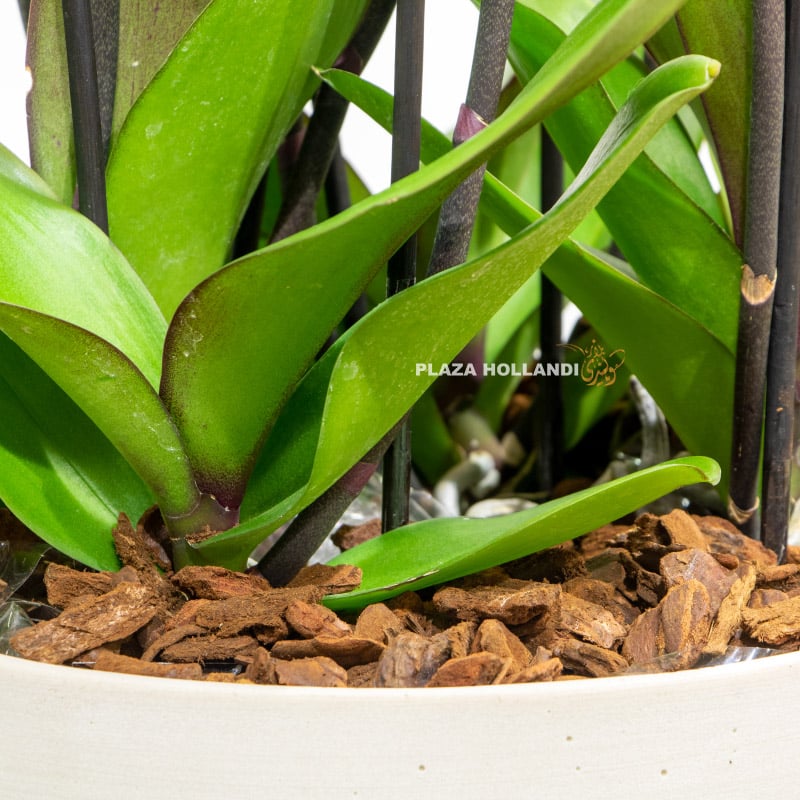 Orchid leaves and bark