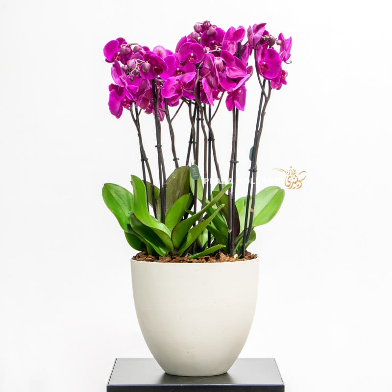 Dark purple orchids in a white pot