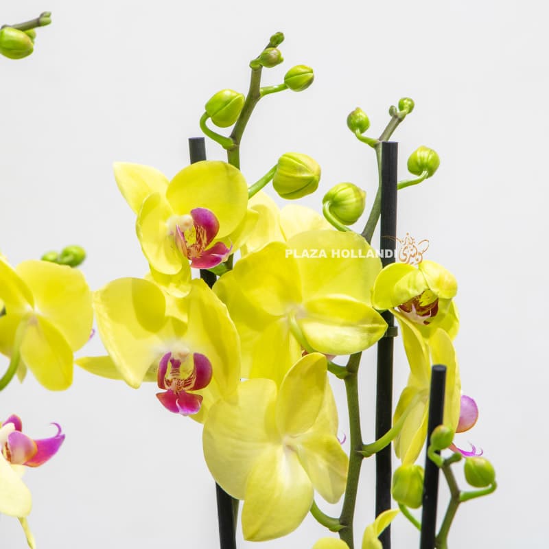 yellow orchid plants