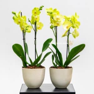 two yellow orchids in pots