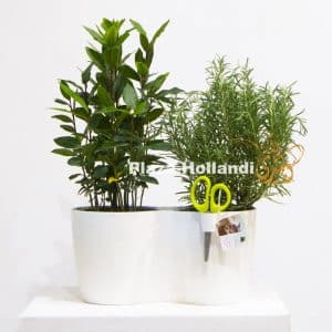 Herbs in a plastic pot