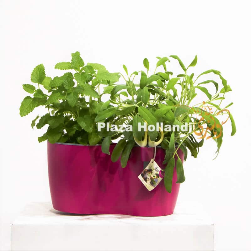 Herbs in a pink pot