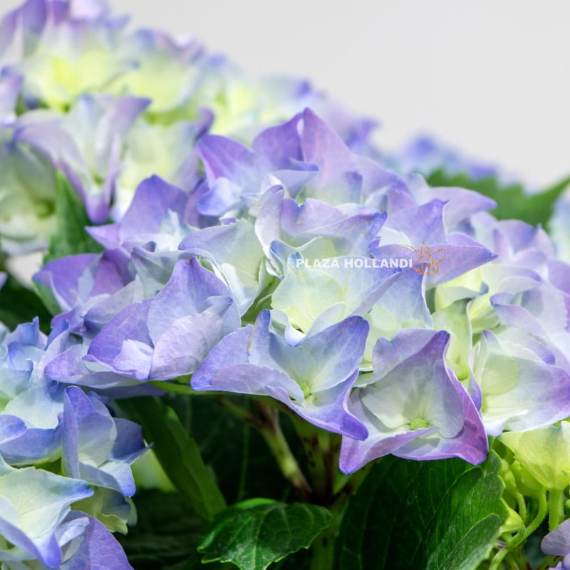 Close up of blue hydrangea plant