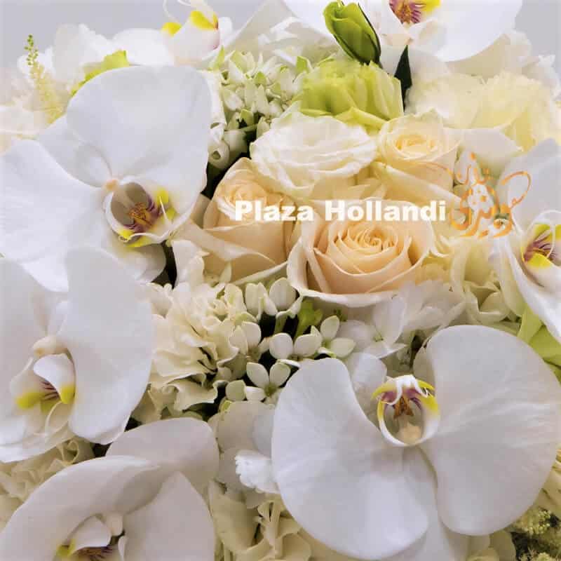 Plaza Hollandi box with white and cream flowers