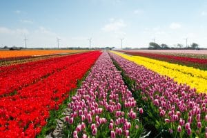 Tulips meaning