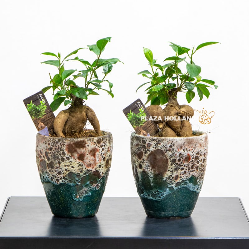 two ficus bonsai plants