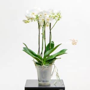 single orchid plant